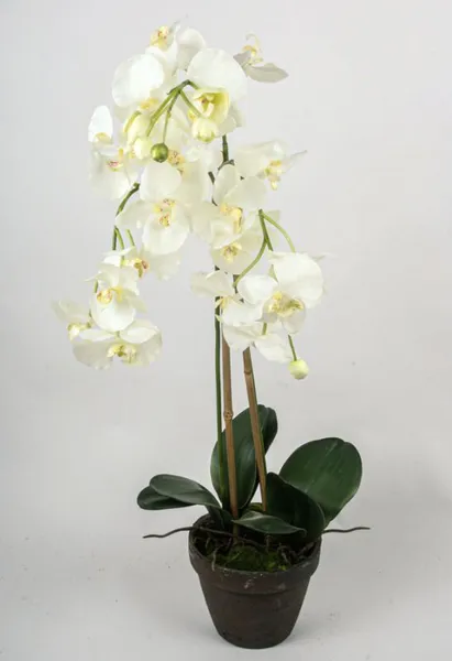 Hovedbilde Kunstig Orkide 75 cm