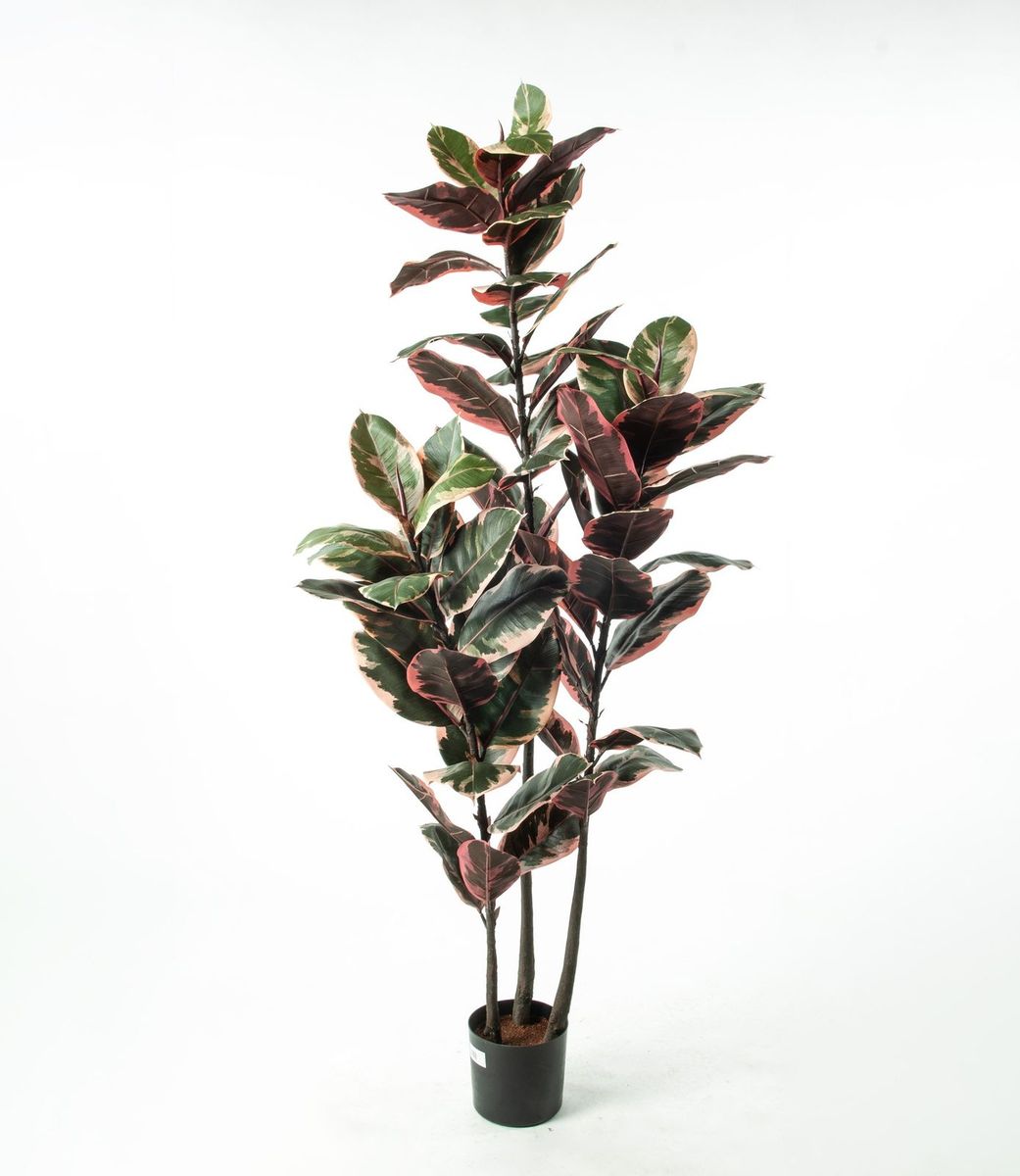 Ficus Elastica flere høyder