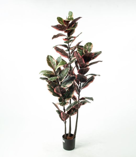 Hovedbilde Ficus Elastica flere høyder