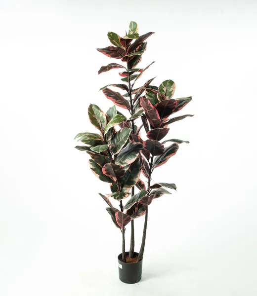 Hovedbilde Ficus Elastica flere høyder